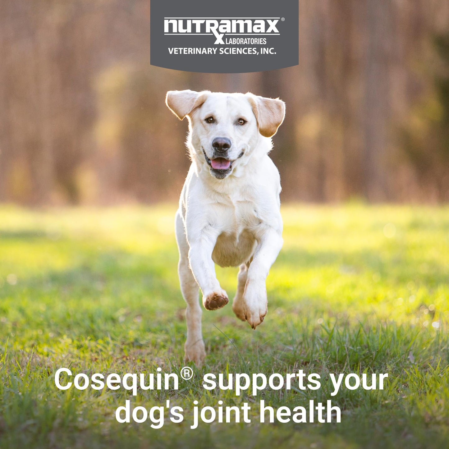 Nutramax Cosequin for Dogs Joint Health Supplement, Contains Glucosamine, Plus Chondroitin, MSM and Omega-3s, Supports Joint and Skin and Coat Health, Soft Chews, 120 Count - dailyvitalstore
