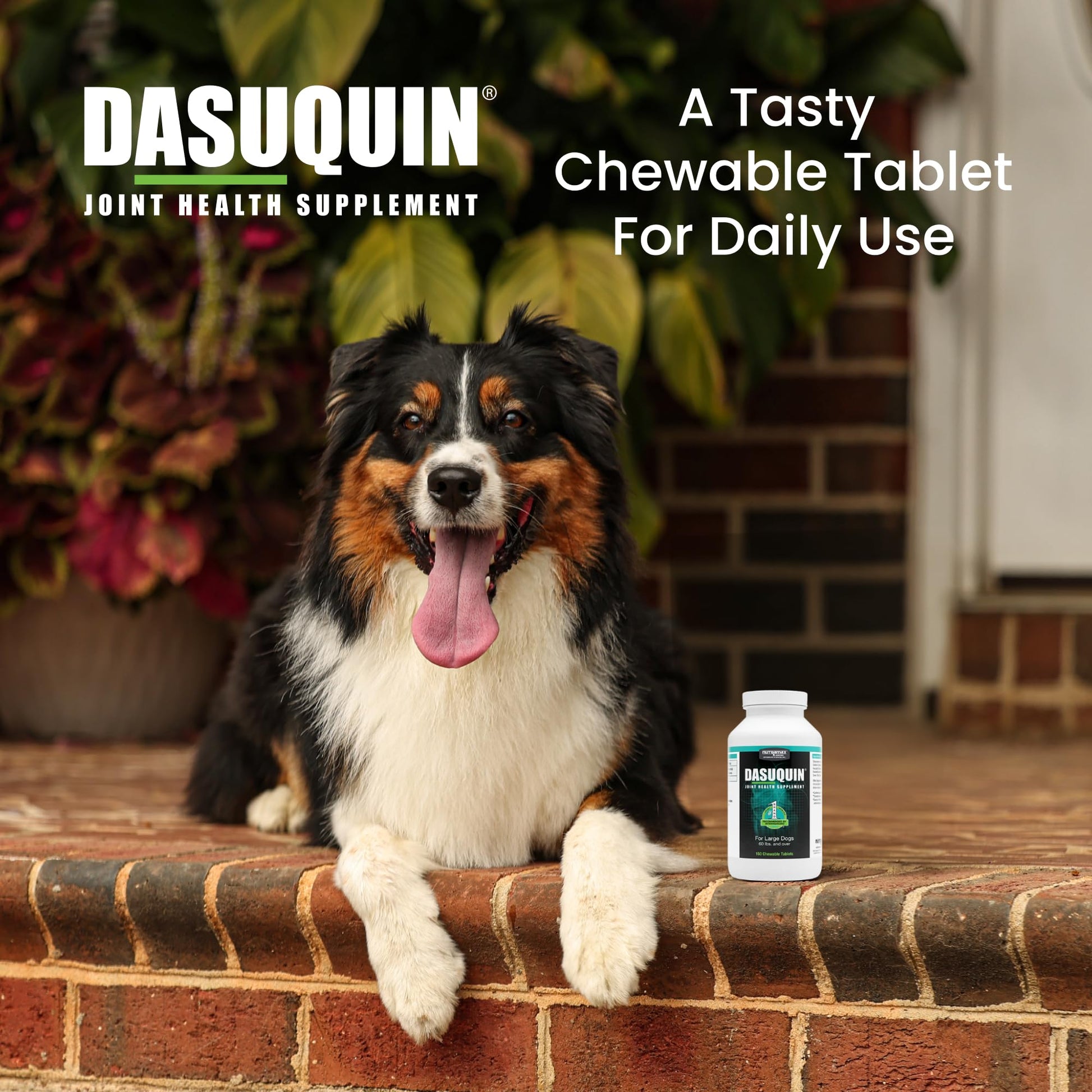 Nutramax Dasuquin for Large Dogs, Joint Health Supplement, Contains Glucosamine for Dogs, Plus Chondroitin, ASU and More, Supports Healthy Joints, Chewable Tablets, 150 Count - dailyvitalstore