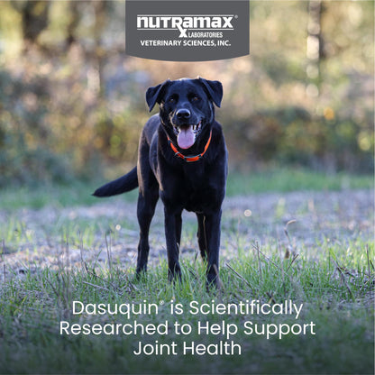 Nutramax Dasuquin for Large Dogs, Joint Health Supplement, Contains Glucosamine for Dogs, Plus Chondroitin, ASU and More, Supports Healthy Joints, Chewable Tablets, 150 Count - dailyvitalstore
