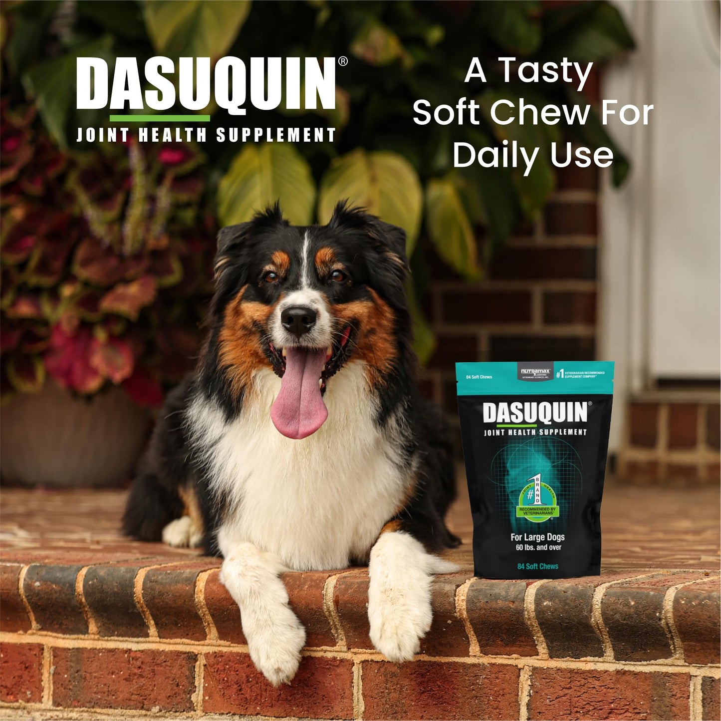 Nutramax Dasuquin for Large Dogs, Joint Health Supplement, Contains Glucosamine for Dogs, Plus Chondroitin, ASU and More, Supports Healthy Joints, Soft Chews, 84 Count - dailyvitalstore