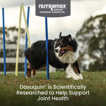 Nutramax Dasuquin for Large Dogs, Joint Health Supplement, Contains Glucosamine for Dogs, Plus Chondroitin, ASU, MSM and More, Supports Healthy Joints, Chewable Tablets, 150 Count - dailyvitalstore