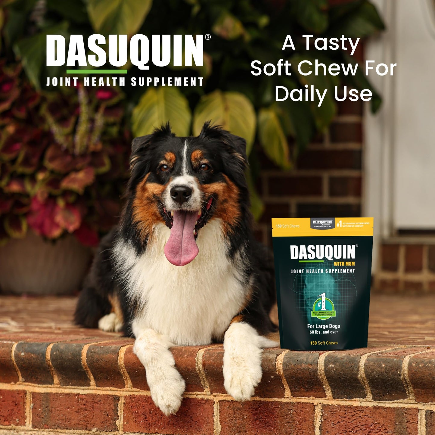 Nutramax Dasuquin for Large Dogs, Joint Health Supplement, Contains Glucosamine for Dogs, Plus Chondroitin, ASU, MSM and More, Supports Healthy Joints, Soft Chews, 150 Count - dailyvitalstore