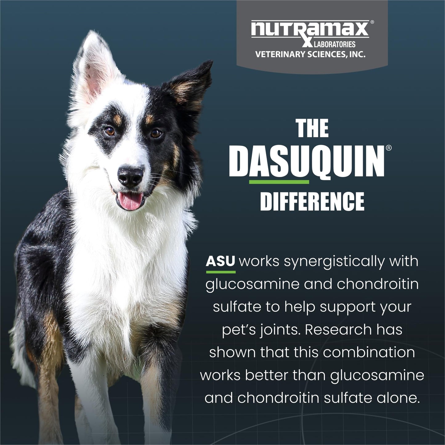 Nutramax Dasuquin for Small to Medium Dogs, Joint Health Supplement, Contains Glucosamine for Dogs, Plus Chondroitin, ASU and More, Supports Healthy Joints, Chewable Tablets, 150 Count - dailyvitalstore