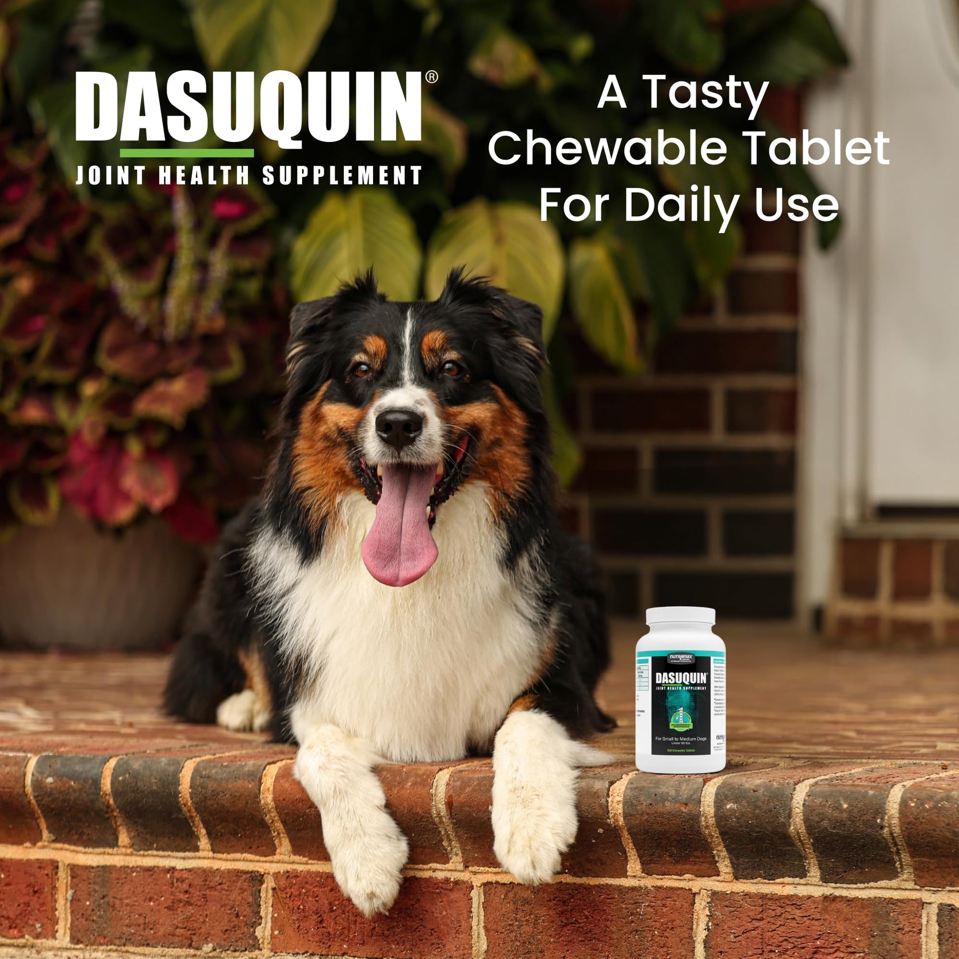 Nutramax Dasuquin for Small to Medium Dogs, Joint Health Supplement, Contains Glucosamine for Dogs, Plus Chondroitin, ASU and More, Supports Healthy Joints, Chewable Tablets, 150 Count - dailyvitalstore