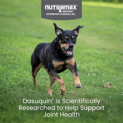 Nutramax Dasuquin for Small to Medium Dogs, Joint Health Supplement, Contains Glucosamine for Dogs, Plus Chondroitin, ASU and More, Supports Healthy Joints, Chewable Tablets, 150 Count - dailyvitalstore