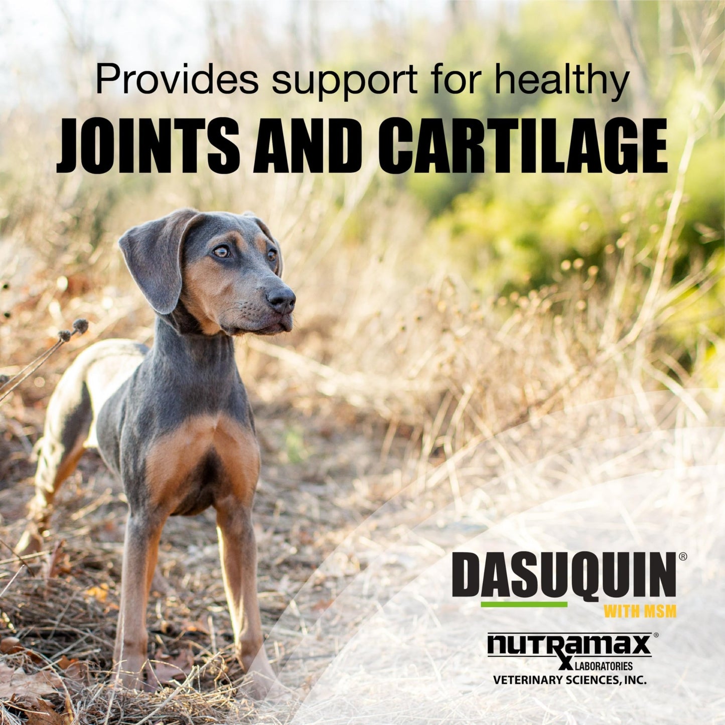 Nutramax Dasuquin for Small to Medium Dogs, Joint Health Supplement, Contains Glucosamine for Dogs, Plus Chondroitin, ASU, MSM and More, Supports Healthy Joints, Chewable Tablets, 84 Count - dailyvitalstore