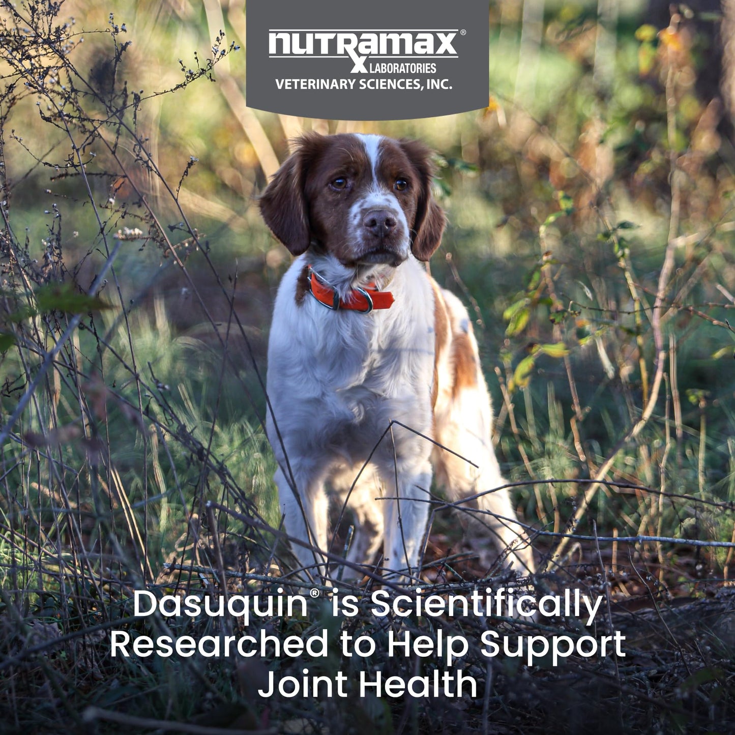 Nutramax Dasuquin for Small to Medium Dogs, Joint Health Supplement, Contains Glucosamine for Dogs, Plus Chondroitin, ASU, MSM and More, Supports Healthy Joints, Chewable Tablets, 150 Count - dailyvitalstore