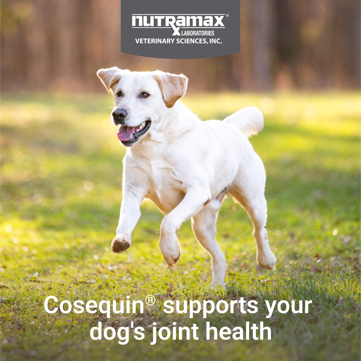 Nutramax Laboratories Cosequin Maximum Strength Joint Health Supplement for Dogs - With Glucosamine, Chondroitin, and MSM, 2 Pack, 264 Total Chewable Tablets - dailyvitalstore