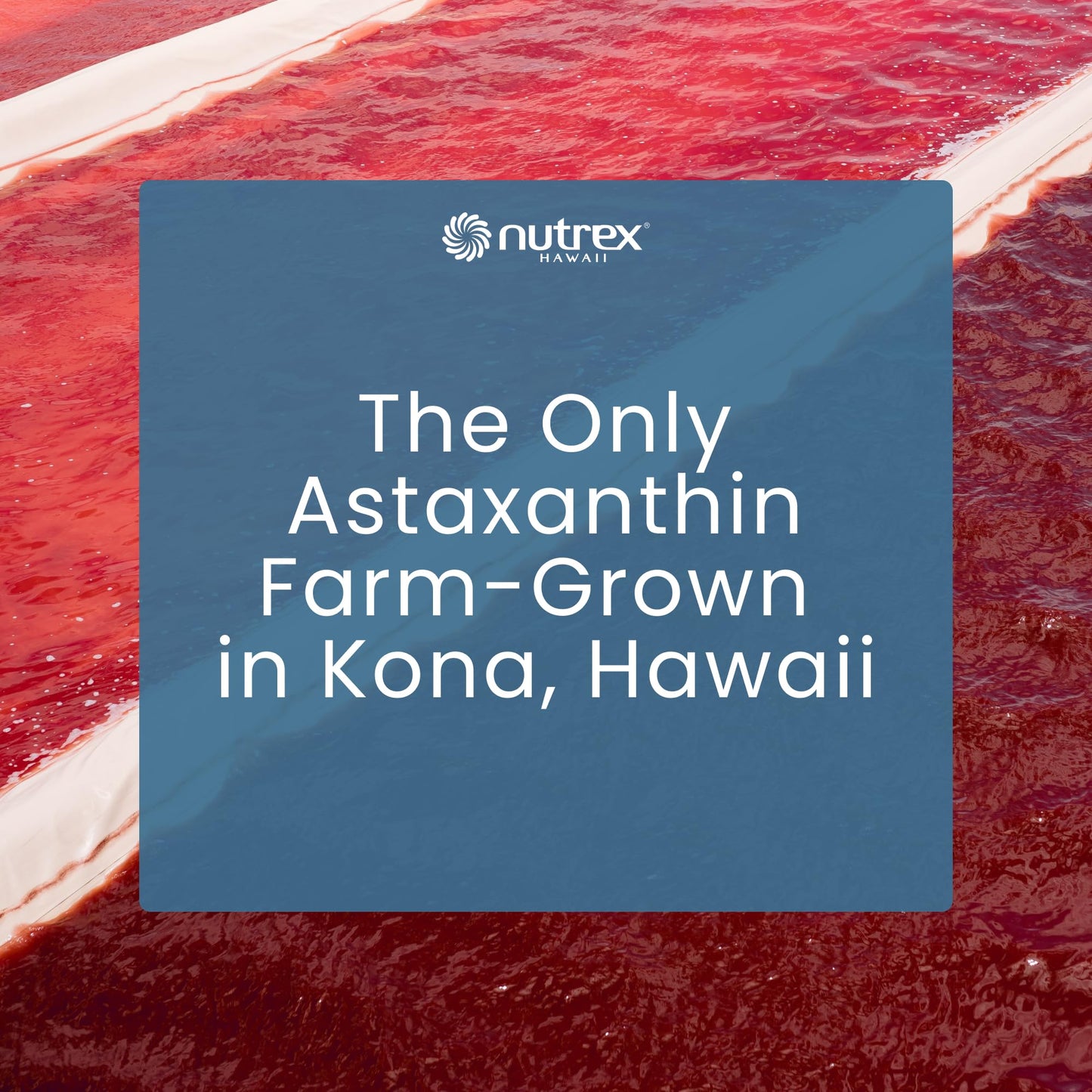 Nutrex Hawaii BioAstin Hawaiian Astaxanthin - 4mg, 60 Softgels - Farm-Direct Premium Antioxidant Supplement to Support Eye, Skin, Joint & Immune System Health - Non-GMO & Gluten-Free - dailyvitalstore
