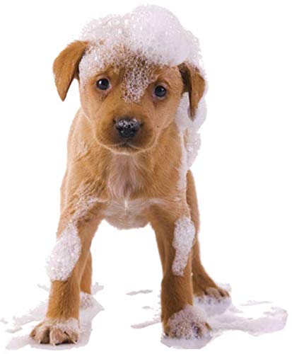 Organic Excellence Mild Dog Shampoo, Great for All Pets: Dogs, Puppies, Cats, Horses, Formulated for Sensitive Skin, Made with Aloe and Nourishing Botanicals - 16oz - dailyvitalstore