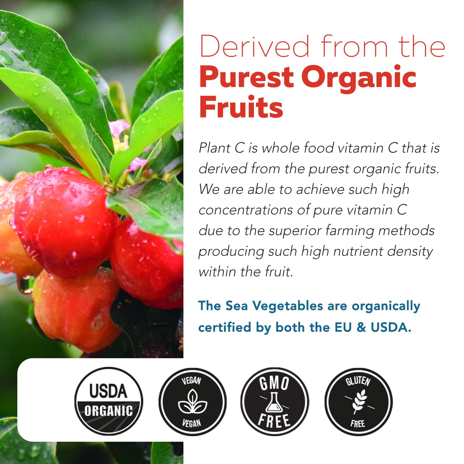 Organic Vitamin C | Whole Food Vitamin C from Fruit Plus Absorption Enhancing Cofactors - Vegan, Enhanced Bioavailability - Immune Support - dailyvitalstore