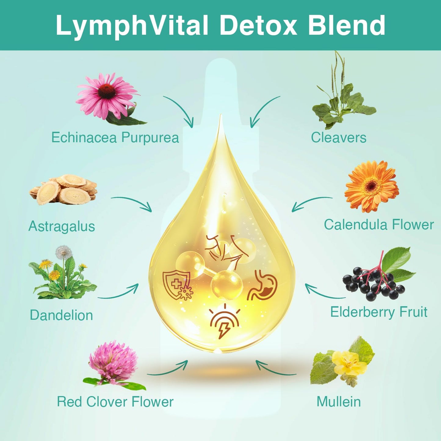 owegel Liposomal Lymphatic Drainage Drops 2000mg – Immune & Lymph System Support – Lymphatic Detox and Cleanse with Echinacea, Red Clover, Dandelion & Cleavers – Sugar-Free, Alcohol-Free – 2 FL OZ - dailyvitalstore