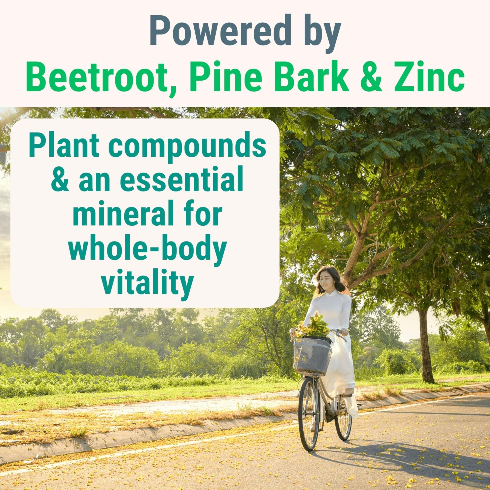 Pine Bark Extract L-Arginine L-Citrulline Beetroot Probiotic Fiber Methylated B Complex Zinc Gummies for Women Men Adults Kids w. Chicory Root Inulin 5-MTHF B6 P5P Powder Capsule Pill Supplement Alt - dailyvitalstore