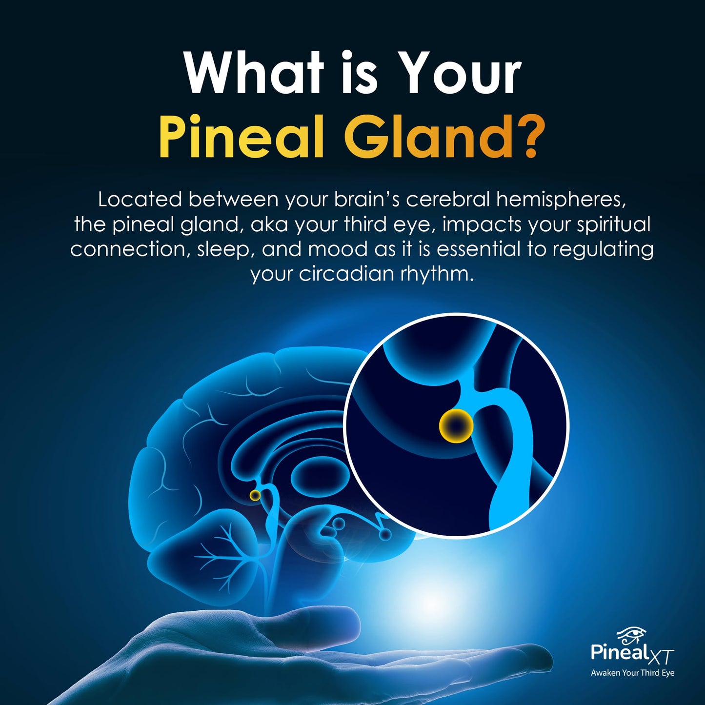 Pineal XT Gold + Pharaoh's Nectar - Pineal Gland Supplement Bundle – 24K Monoatomic Gold Ormus Drops, Pineal Gland Decalcification, Third Eye Awakening, Focus, Energy & Manifestation - dailyvitalstore