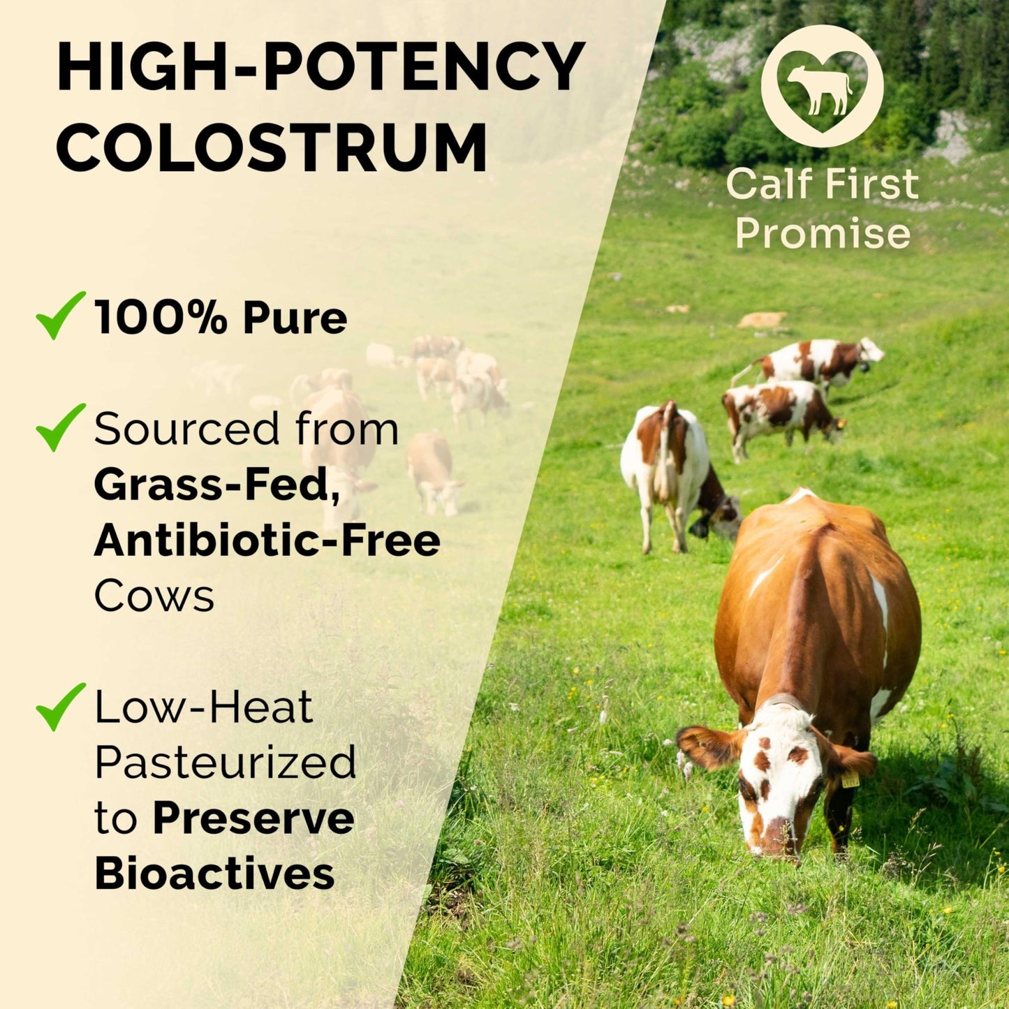 Premium Colostrum Supplement Highest IgG for Gut Health, Immune Support & Recovery Superfood, Anti-Age - Pure Grass-Fed Bovine Colostrum Powder - dailyvitalstore