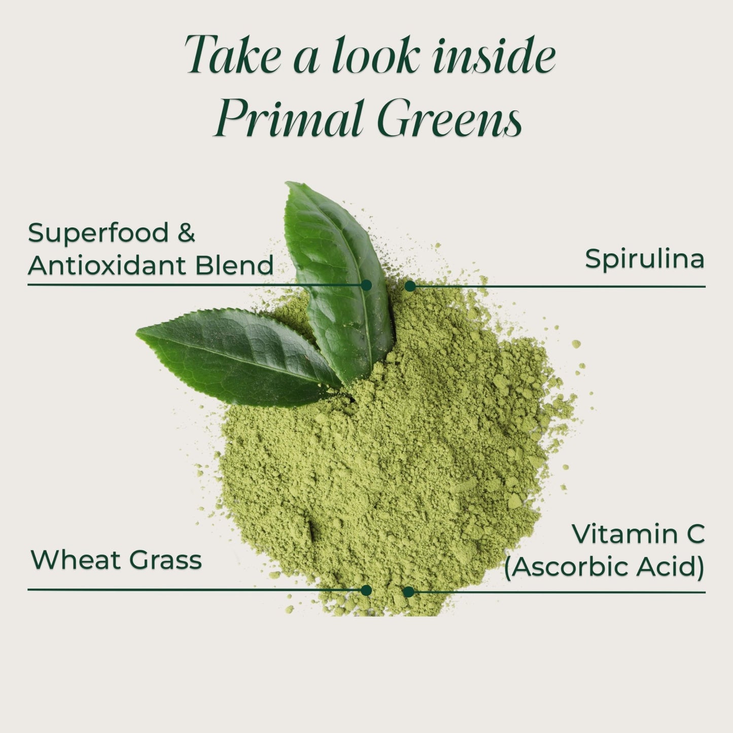 Primal Harvest Super Greens Powder, 30 Servings w/+50 Greens Superfood Chlorella, Probiotics, Green Tea, Wheatgrass, - dailyvitalstore