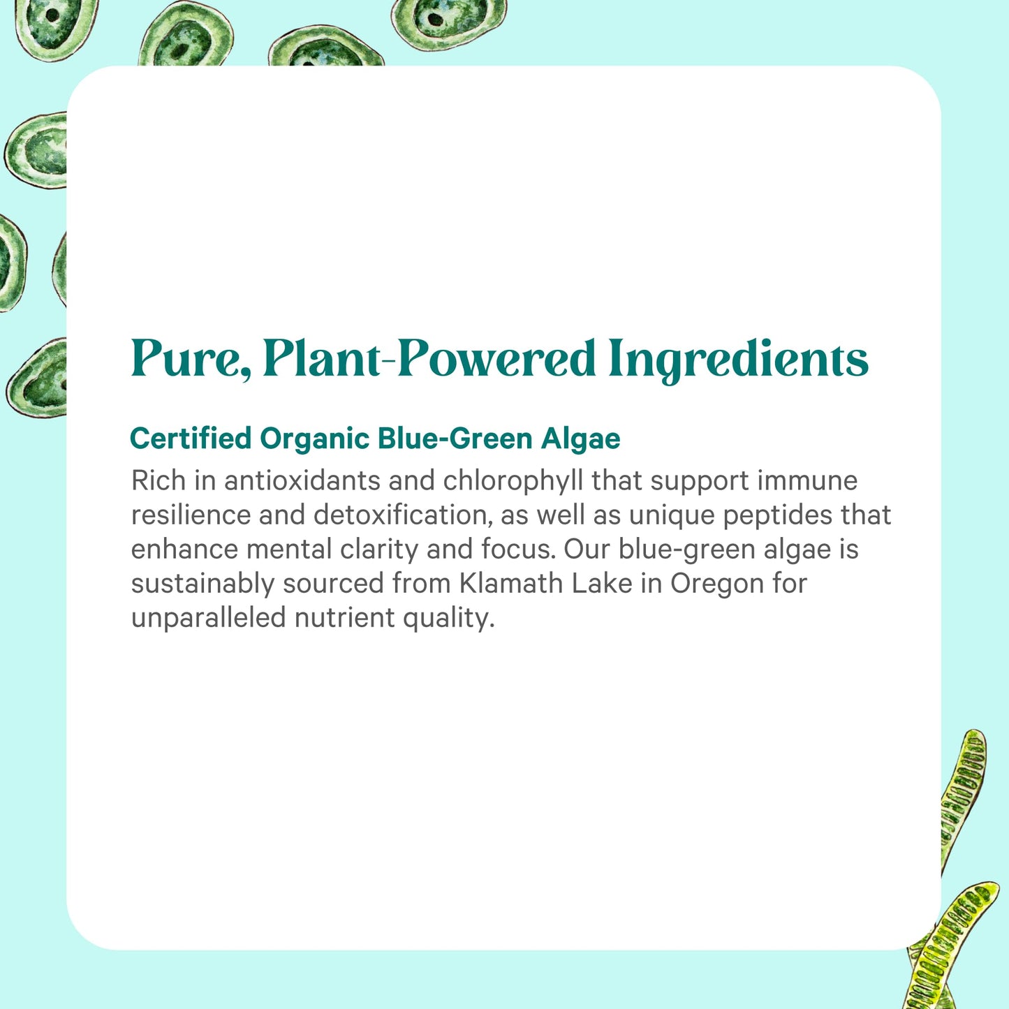 PURE SYNERGY Blue-Green Algae Powder | Superfood Powder with Chlorophyll | Organic AFA Blue Green Algae Supplement | Supports Energy, Mental Clarity, and Detoxification (3.2 oz.) - dailyvitalstore