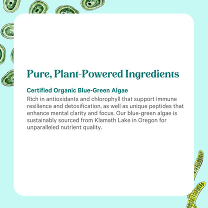 PURE SYNERGY Blue-Green Algae Powder | Superfood Powder with Chlorophyll | Organic AFA Blue Green Algae Supplement | Supports Energy, Mental Clarity, and Detoxification (3.2 oz.) - dailyvitalstore