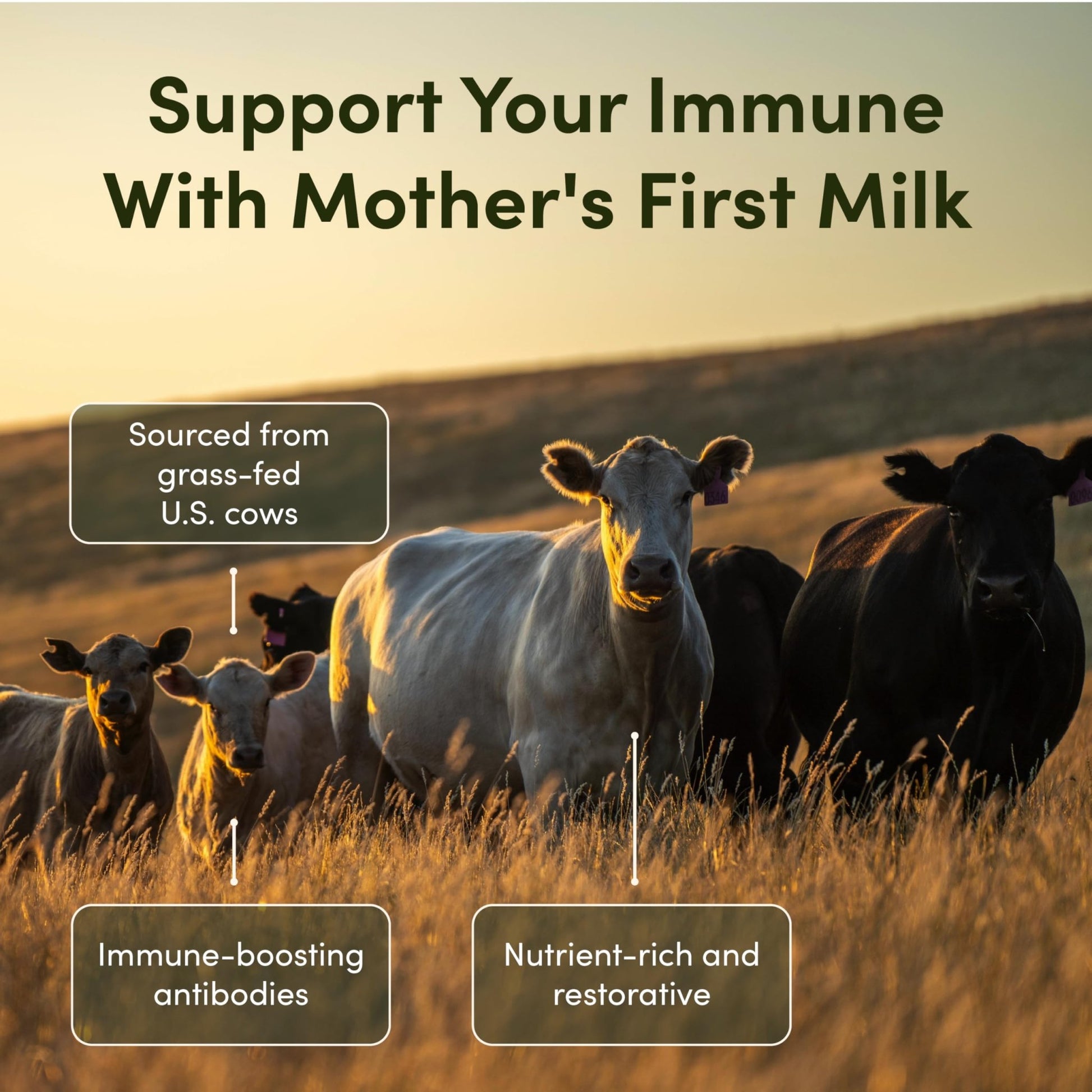 Rhea Bovine Colostrum Supplement for Women, Colostrum Capsules for Gut Health, Digestion, Bloating, Beauty, Immune Support, Bovine Colostrum for Humans, Colostrum Pills (60caps) - dailyvitalstore