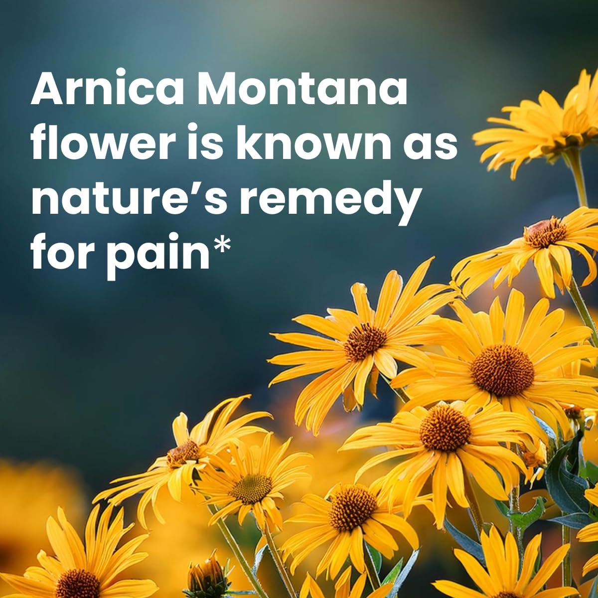 Sanar Naturals Arnica Roll On, 3 oz | Fast Acting Muscle Rub Relief & Joint Support | Soothing Topical Arnica Clear Gel for Post Workout and Daily Use | Non-Greasy, Travel Size - dailyvitalstore