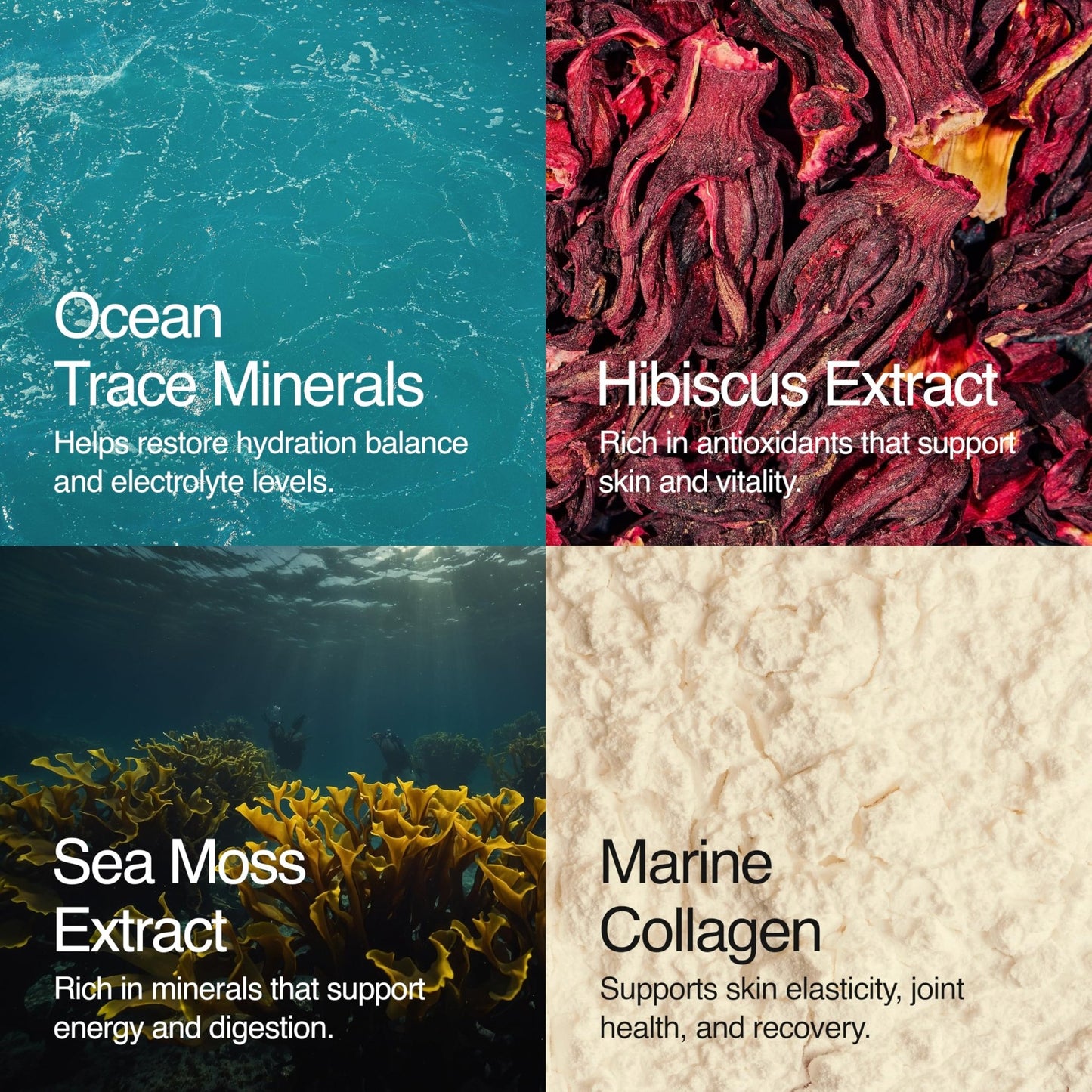 Sea Bloom Labs Marine Collagen Powder Stick Packs with Sea Moss Powder and Electrolytes, Hydration and Beauty Blend - Mango (8-Pack) - dailyvitalstore