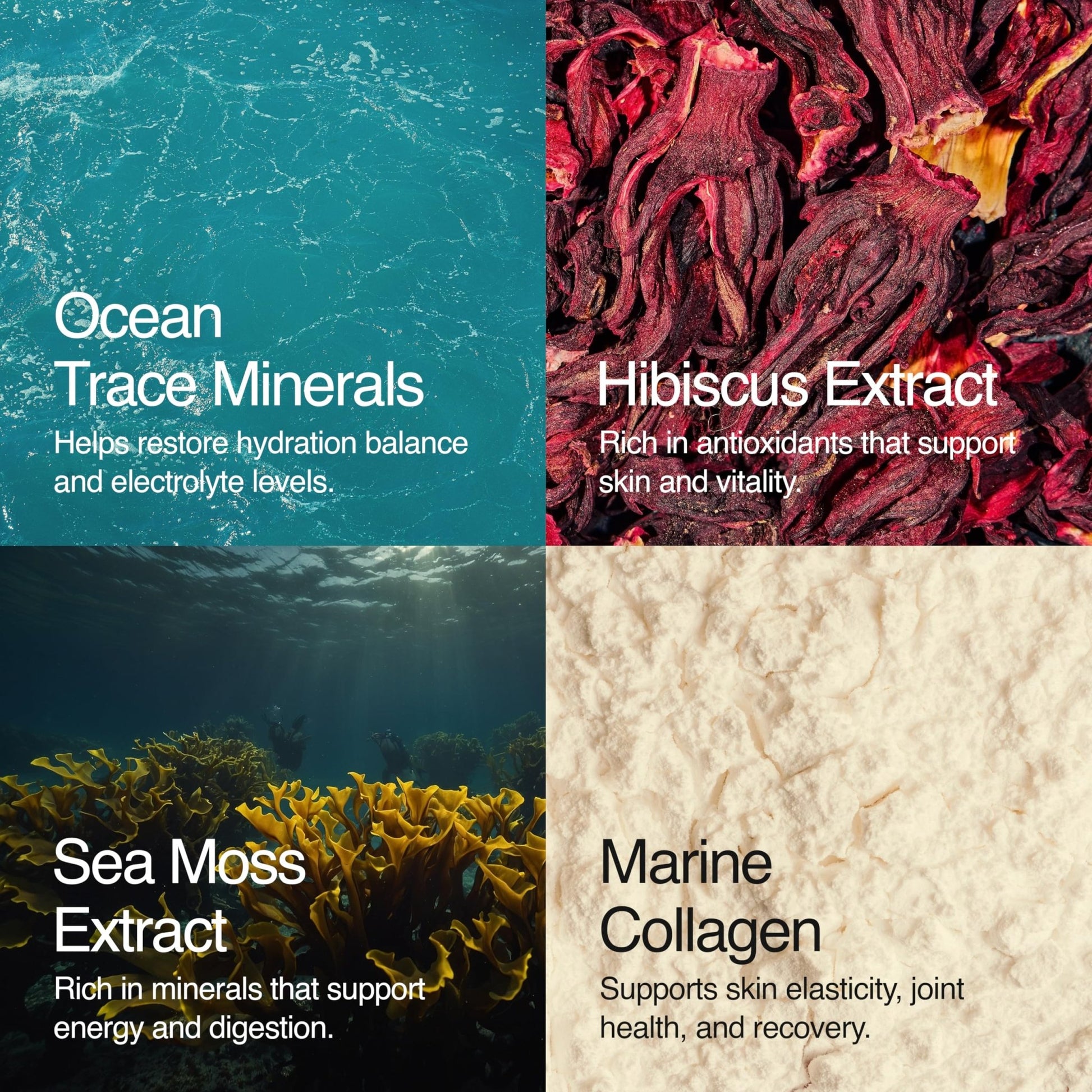 Sea Bloom Labs Marine Collagen Powder Stick Packs with Sea Moss Powder and Electrolytes, Hydration and Beauty Blend - Mango (8-Pack) - dailyvitalstore