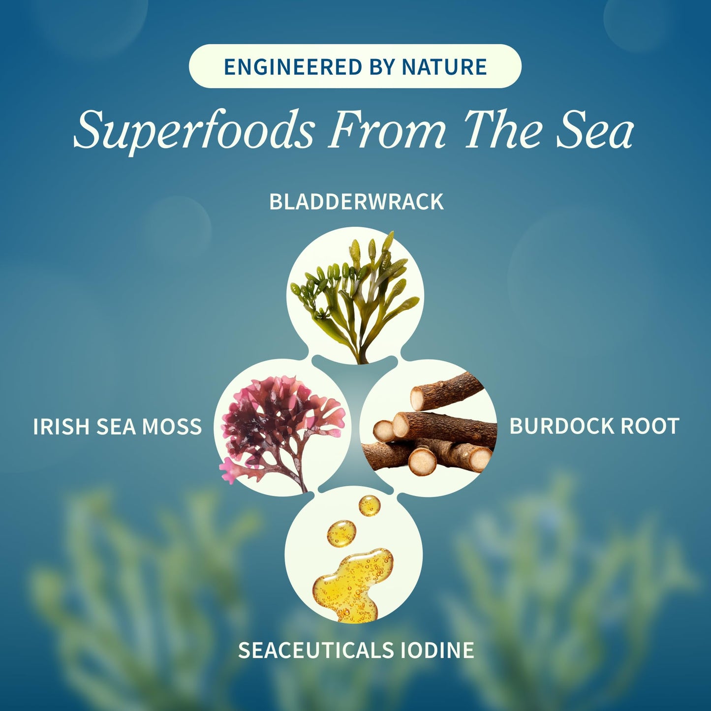 Snap Supplements Irish Sea Moss with Bladderwrack, Burdock Root & Iodine – Natural Sea Moss Supplement to Support Gut Health, Energy & Healthy-Looking Skin, 60 Vegan Capsules (1 Month Supply) - dailyvitalstore