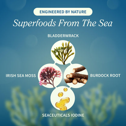 Snap Supplements Irish Sea Moss with Bladderwrack, Burdock Root & Iodine – Natural Sea Moss Supplement to Support Gut Health, Energy & Healthy-Looking Skin, 60 Vegan Capsules (1 Month Supply) - dailyvitalstore
