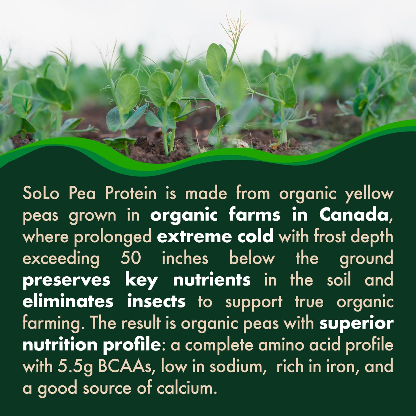 SOLO Organic Pea Protein Isolate, Low in Sodium, Canada Grown Peas, 100% Vegan, Non-GMO, Unflavored Plant Based Protein Powder with BCAA, Keto & Paleo Friendly, - dailyvitalstore