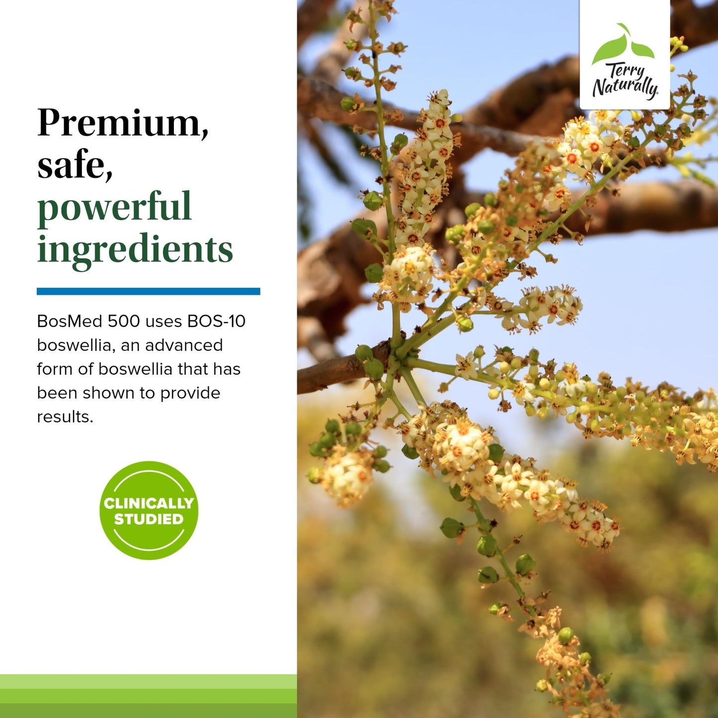 Terry Naturally BosMed 500 Extra Strength - Boswellia Serrata Extract Supplement - Supplement for Healthy Lung Support - Herbal Supplement Formula with High Levels of AKBA - 120 Softgels - dailyvitalstore
