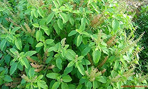 Tulsi - Holy Basil Supplement - Highest Potency, Maximum bio-availabilty, Made with Organic Herbs (Vegetarian Capsules, 120 Count) - dailyvitalstore