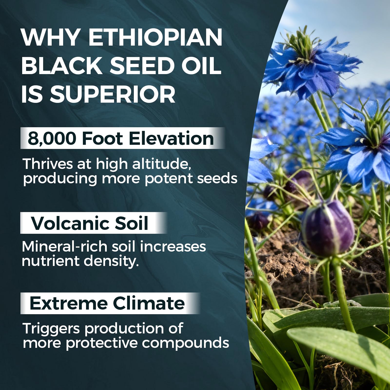 TUVAAZ PURELYNUTRIENT Ethiopian Black Seed Oil Capsules with 4.64% Thymoquinone, Immune Support & Digestion & Energy Booster - dailyvitalstore