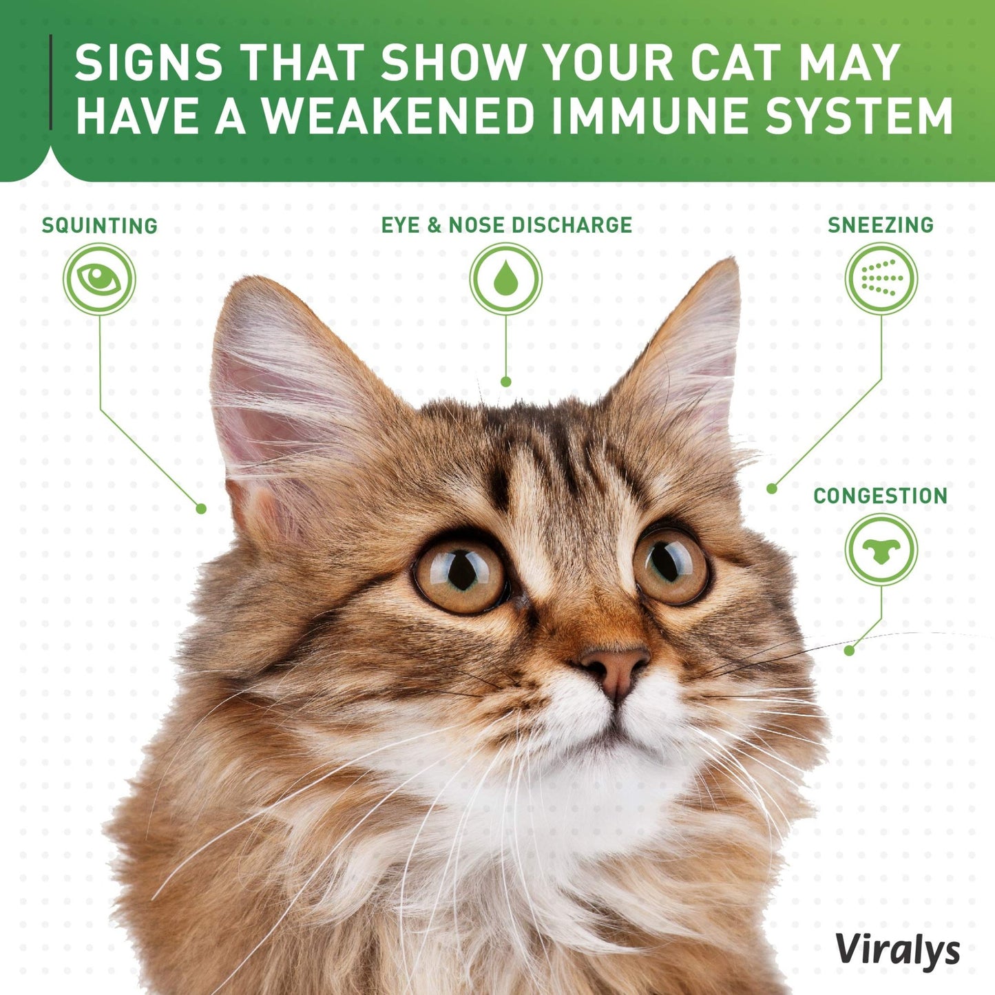 Vetoquinol Viralys Daily L-Lysine Powder for Cats and Kittens, Fish Flavored Lysine Supplement for Cats and Kittens to Support Immune Health - dailyvitalstore