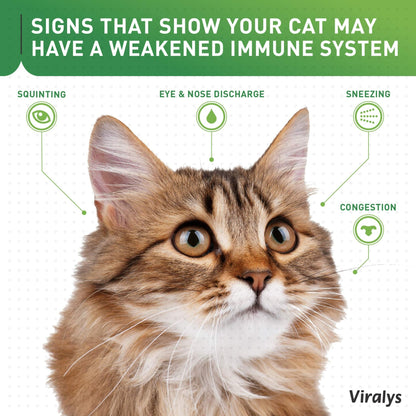 Vetoquinol Viralys Daily L-Lysine Powder for Cats and Kittens, Fish Flavored Lysine Supplement for Cats and Kittens to Support Immune Health - dailyvitalstore