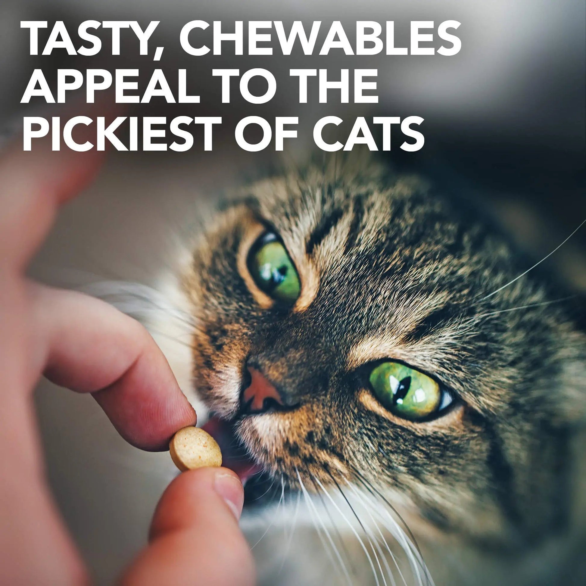 Vet's Best Cat Urinary Supplement, Urinary Tract Support Chewable for Cats, Supports A Healthy Urinary Tract in Cats, 60 Chewable Tablets - dailyvitalstore