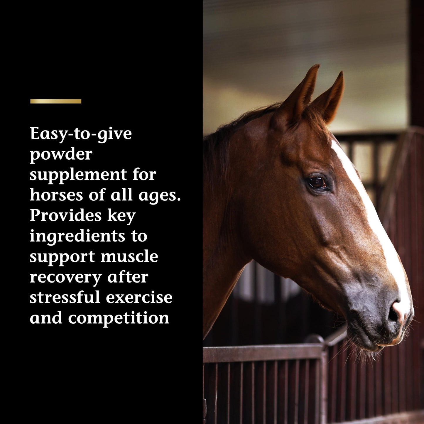 Vita Flex Pro Recovery by the Makers of Lactanase, Post Performance Horse Supplements 40 g, Show Safe Muscle Recovery Supplements, Amino Acids for Horses, Strength & Joint Health - dailyvitalstore