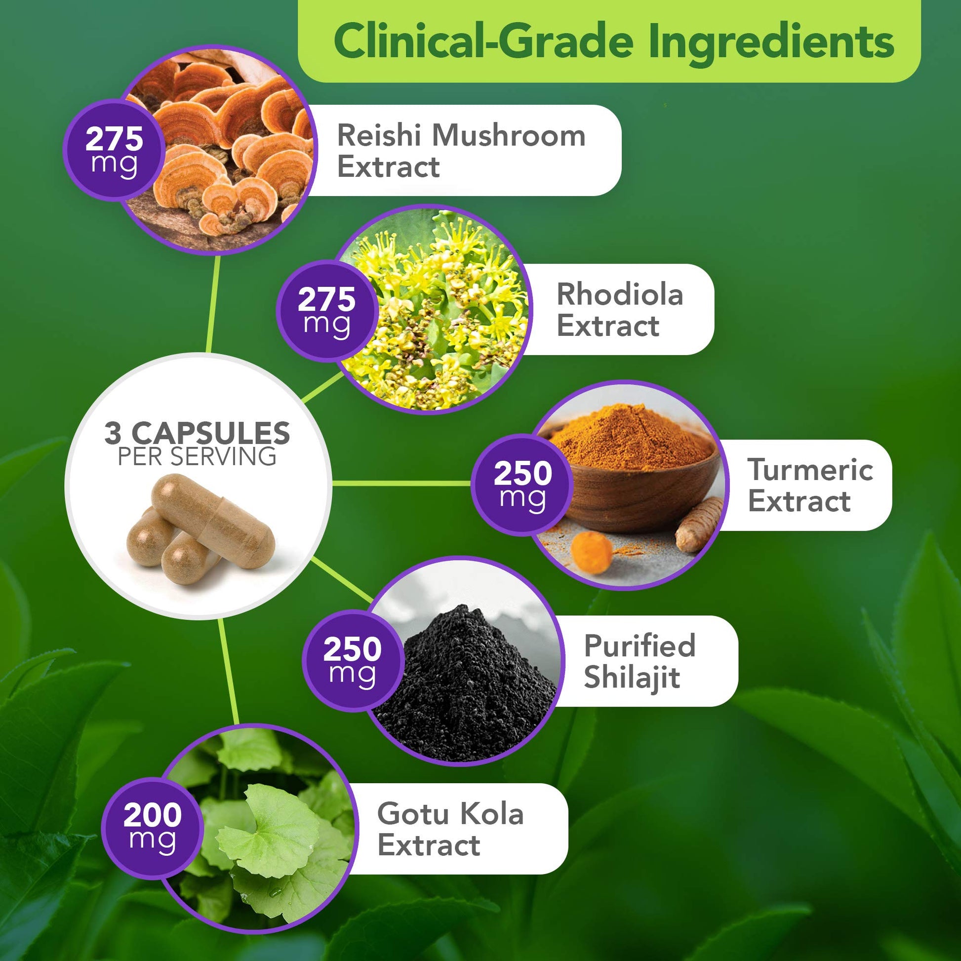 Vital Plan Daily Herbal Supplement by Dr. Bill Rawls – Herbal Immunity Booster for Immune Support, Microbiome Balance & Cell Health — Reishi Mushroom, Turmeric & Rhodiola - dailyvitalstore