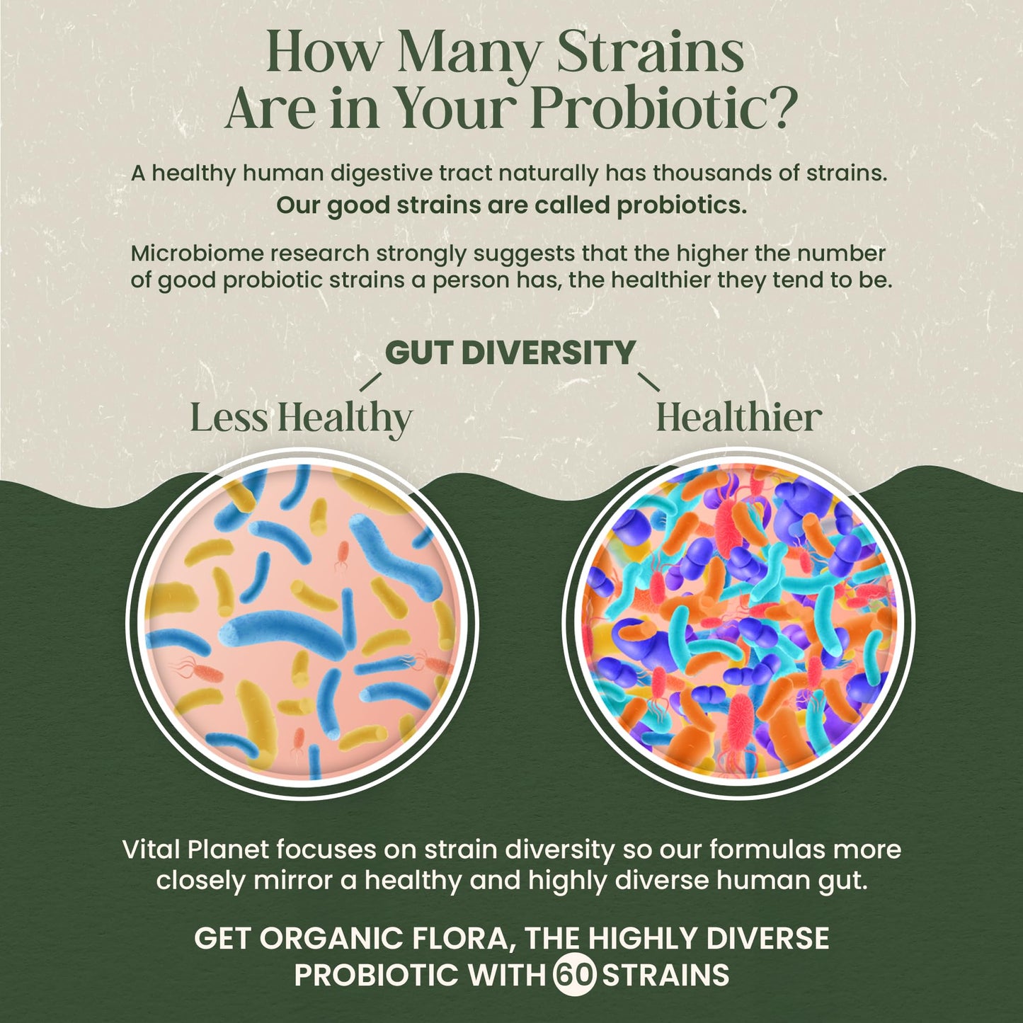 Vital Planet - Organic Flora Probiotics for Gut Health Balance, Shelf Stable Probiotic 30 Billion CFU, 60 Diverse Strains, Prebiotic Organic Mushroom Blend - dailyvitalstore