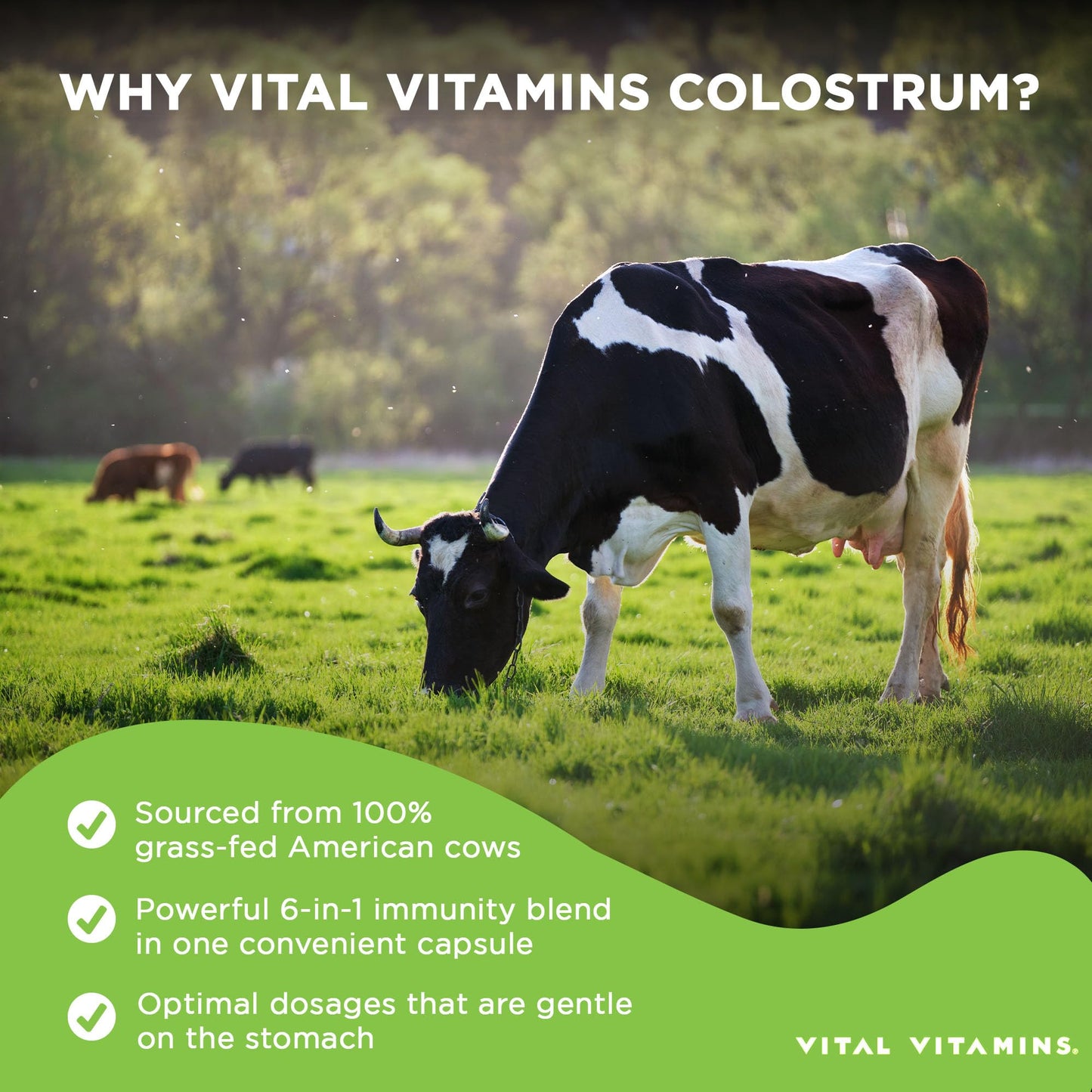 Vital Vitamins Colostrum Supplement - Vitamin C, Zinc, & Selenium - from First Milking - Standardized to Contain 10% IgG Immunoglobulins - Grass-Fed American Cows - 60 Capsules - dailyvitalstore